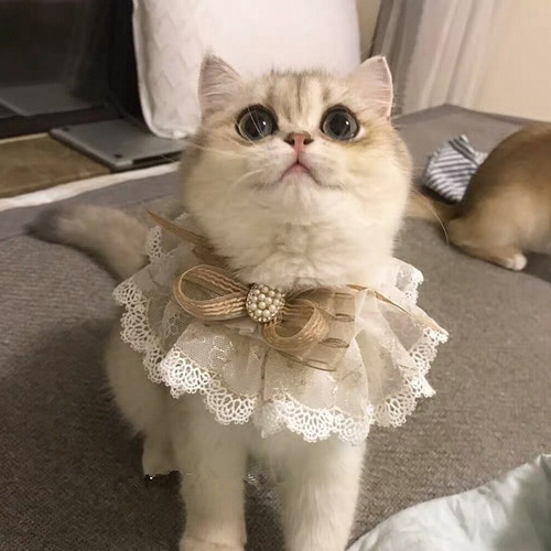 2色☆猫首輪☆蝶々 金色のリボン/蝶結び☆かわいいレース付け襟首輪