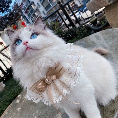 2色☆猫首輪☆蝶々 金色のリボン/蝶結び☆かわいいレース付け襟首輪