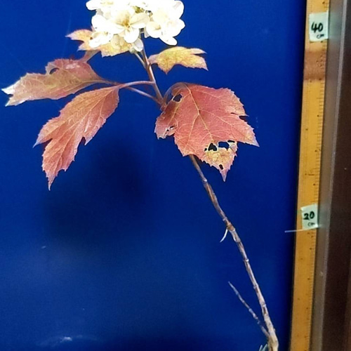 カシワバアジサイ1株 苗 白 八重咲き 紫陽花 その他素材 鈴▷即 カシワバアジサイ1株 苗 白 八重咲き 紫陽花 その他素材 鈴▷即