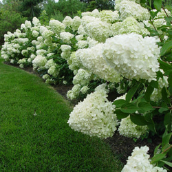 お値下げ♪白八重咲きアジサイ小苗 楽天市場】2025年お誕生日に八重咲きアジサイ 墨田の花火 白色