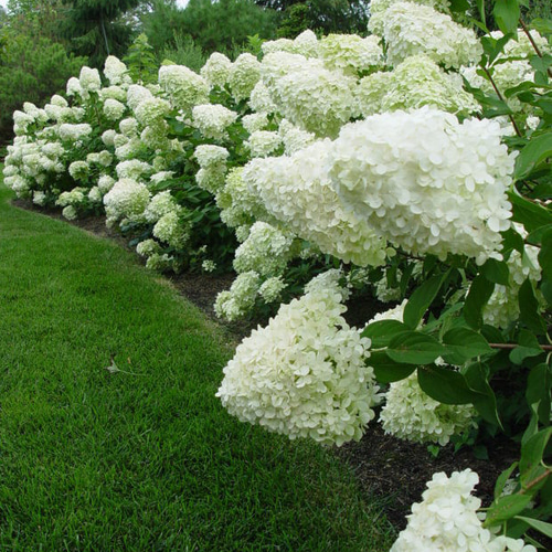 カシワバアジサイ1株 苗 白 八重咲き 紫陽花 その他素材 鈴▷即購入