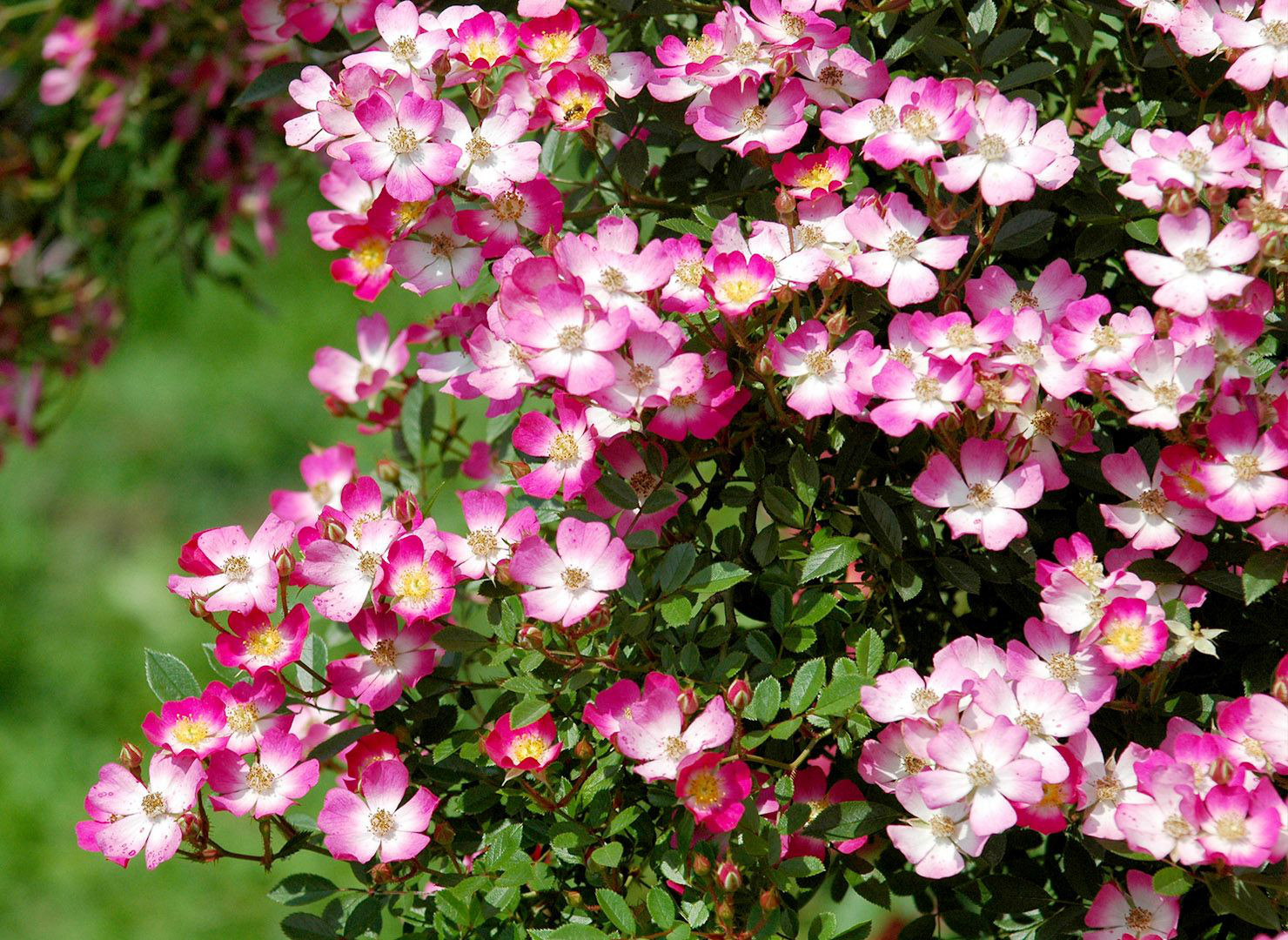 金運爆上げ京都天竜寺最高級シトリン＋本黒檀パワーブレスレット