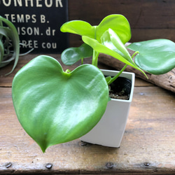 ポットごと♡希少♡マーブル♡斑入りグリーンネックレス♡多肉植物