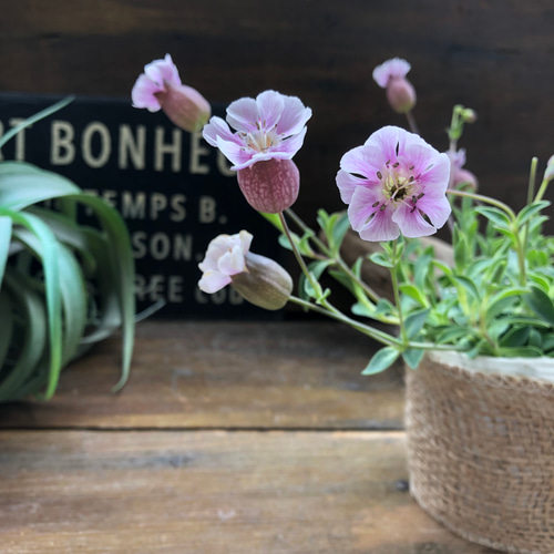 シェルピンク♡風船の花♡シレネ♡宿根 アートフラワー パリ