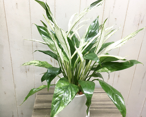 2cd3296177ede7fbc54a73250c5dfe