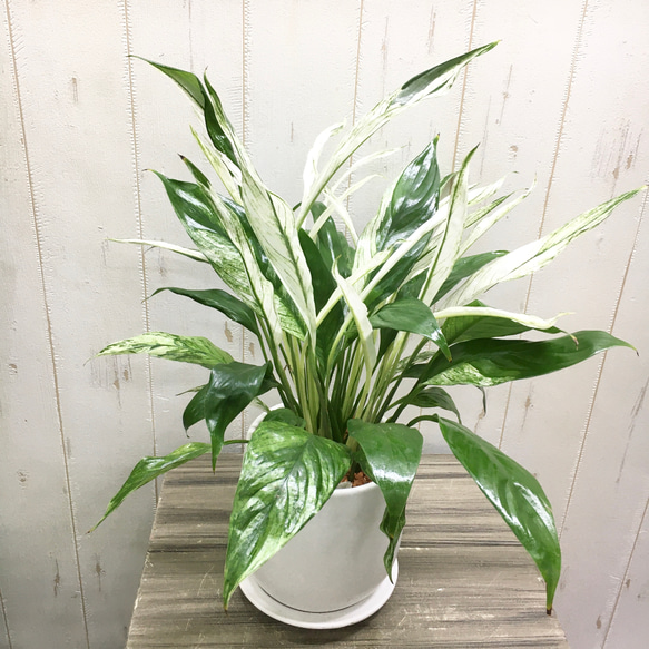 斑入り スパティフィラム セラミック鉢受皿付 / マットホワイト その他