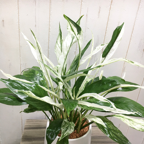 斑入りモンステラ　【鉢ごと】+ スパティフィラム子株 3株 斑入りモンステラ 【鉢ごと】+ スパティフィラム子株 3株