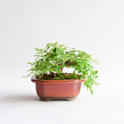 5月～6月、9月開花】屋久島萩 No.262 盆栽 盆栽やす 通販