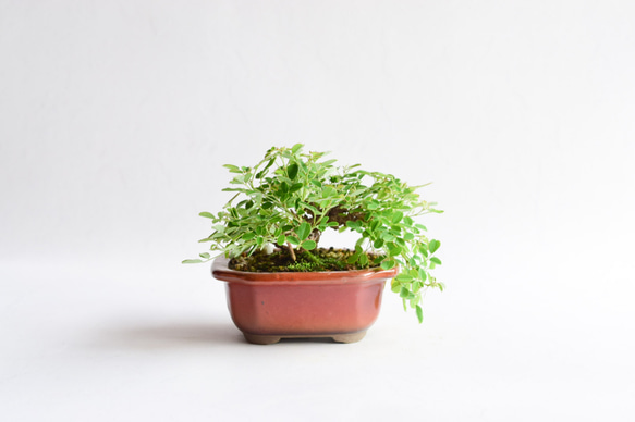 5月～6月、9月開花】屋久島萩 No.262 盆栽 盆栽やす 通販