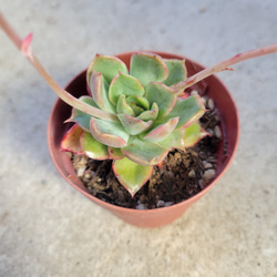 多肉植物❤花の相府蓮❤抜き苗 1枚目の画像