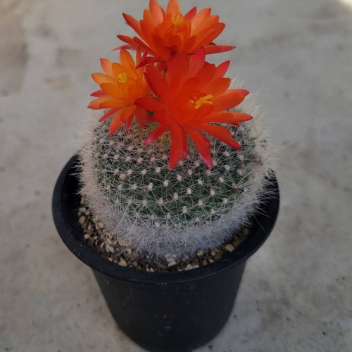 多肉植物❤サボテン❤マミラリア❤雪光❤抜き苗 その他インテリア雑貨 