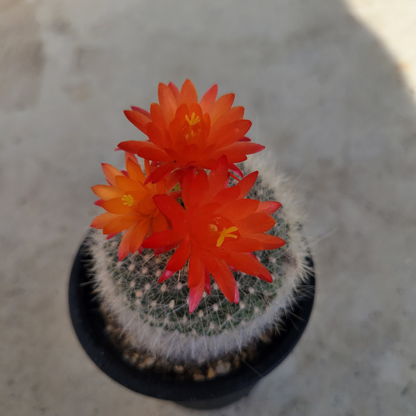 多肉植物❤サボテン❤マミラリア❤雪光❤抜き苗 その他インテリア雑貨 