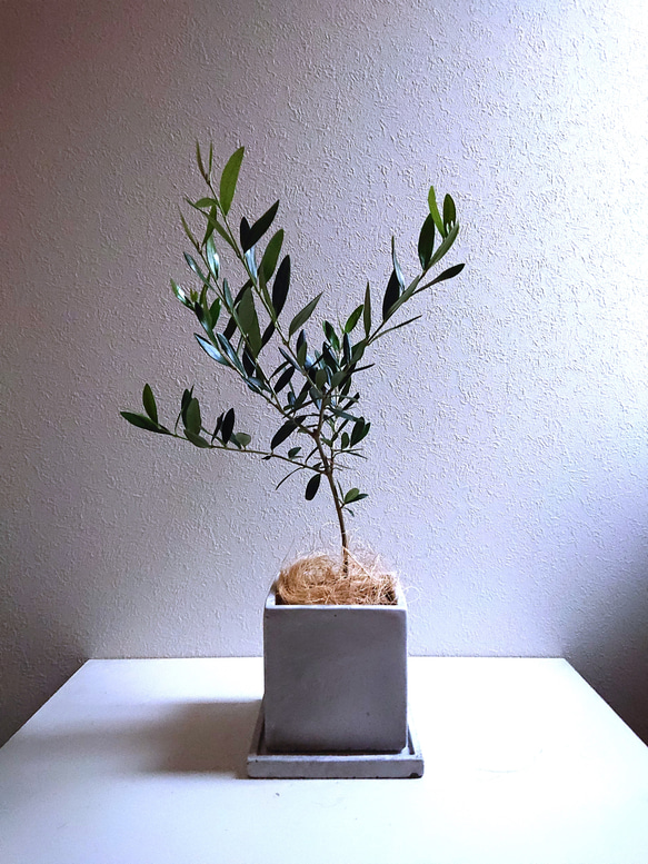 盆栽鉢　正方鉢　グレー 陶器 四角形 盆栽鉢 正方鉢 グレー 陶器 四角形