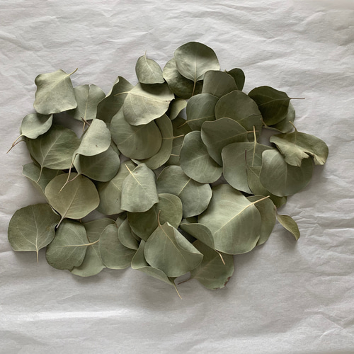 ユーカリポポラスleaf⭐︎*leaf shower** リーフシャワー ユーカリポポラス 葉っぱ50枚 ドライフラワー