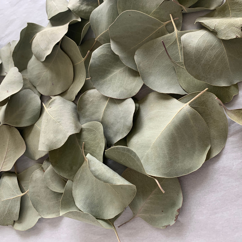 ユーカリポポラスleaf⭐︎*leaf shower** リーフシャワー ユーカリポポラス 葉っぱ50枚 ドライフラワー