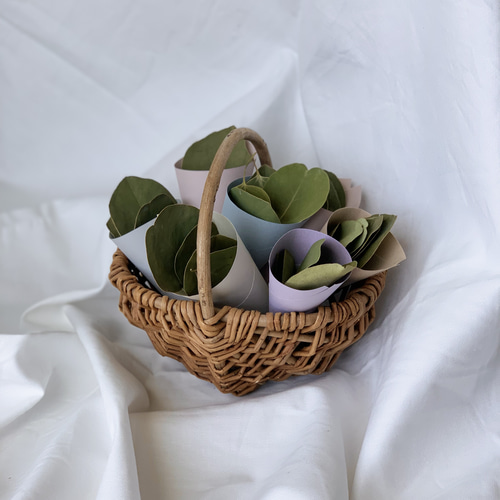 ユーカリポポラスleaf⭐︎*leaf shower** リーフシャワー ユーカリポポラス 葉っぱ50枚 ドライフラワー ＿M