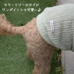 NEWカラー pocopoco sheer dog's wear  ポコポコシアー素材が可愛いわんこ服　 7枚目の画像