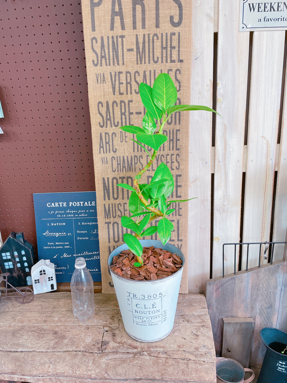 現品♡【くねっとフィカス ライムグリーン】ホワイト系ブリキ鉢！素敵