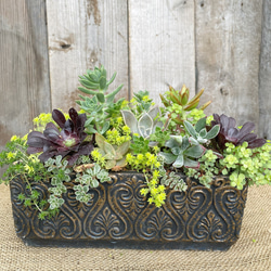 ★多肉  寄せ植え〜flower 29car  黒〜★ ☆多肉 寄せ植え〜flower 29car 黒〜☆