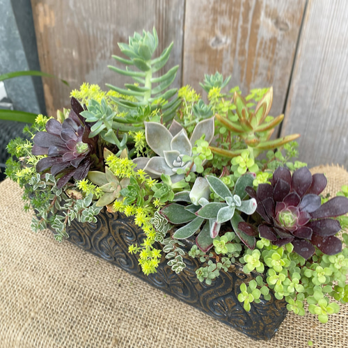 黒法師 多肉 寄せ植え セール15%off 多肉植物 アルファガーデン 通販