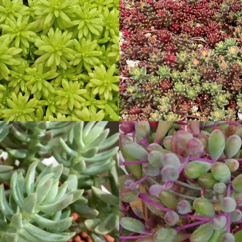 SOLD 多肉植物 セダム カット苗 20種50本 多肉植物 〜Green