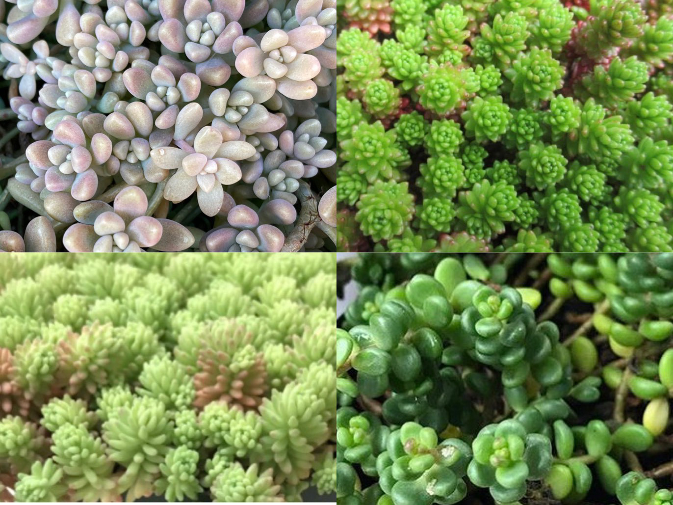 SOLD 多肉植物 セダム カット苗 20種50本 多肉植物 〜Green