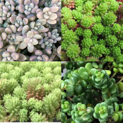 多肉植物　セダム　カリシア　50カット 多肉植物 セダム カリシア 50カット 多肉植物 セダム カリシア 50