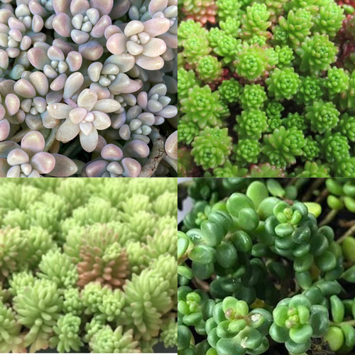 SOLD 多肉植物 セダム カット苗 20種50本 多肉植物 〜Green