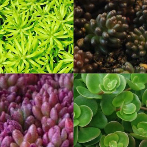 SOLD 多肉植物 セダム カット苗 20種50本 多肉植物 〜Green