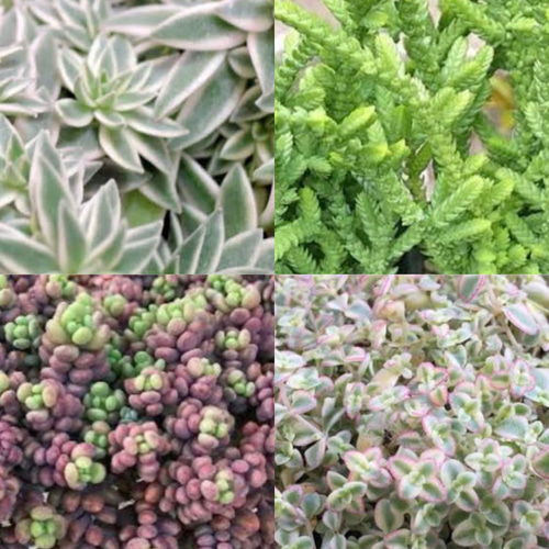 SOLD 多肉植物 セダム カット苗 20種50本 多肉植物 〜Green
