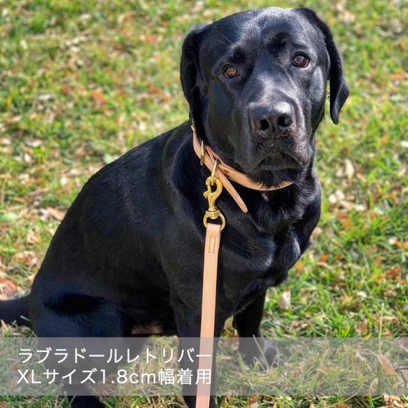犬のリード シンプルな美しさ 小型犬 中型犬 大型犬 プードル 柴犬 レザーのナチュラル 銅の金具 19枚目の画像