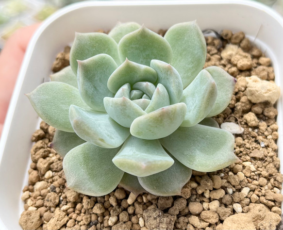 ピュアラブ 厳選良苗 エケベリア 多肉植物