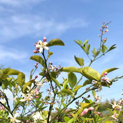 〜 レモンの花 〜 ディップジュエリー イヤリング ピアス 大人可愛い 初夏 ディップフラワー 12枚目の画像