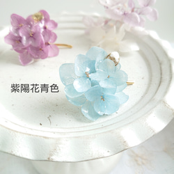 Ichika Hydrangea Annabelle繡球藍/古紫【Pony Hook】 第2張的照片