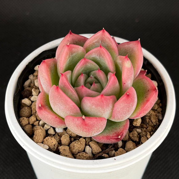 ブラッドリー 多肉植物 多肉植物 kanomarihome 通販 13953149