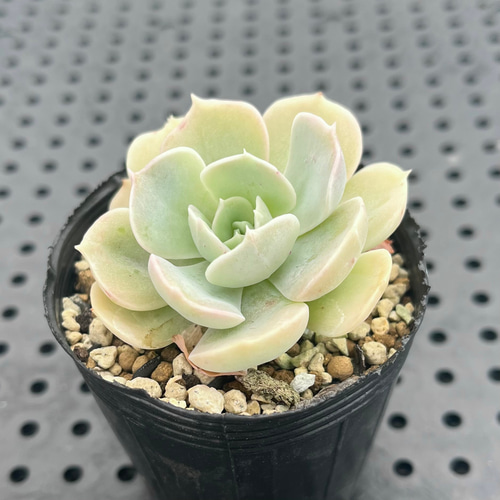 ルンヨニー 多肉植物 多肉植物 kanomarihome 通販 13953273 ルンヨニー 多肉植物 多肉植物 kanomarihome 通販 13953273