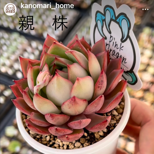 ピンクドラゴン 多肉植物 多肉植物 kanomarihome 通販 13953296 ピンクドラゴン 多肉植物 多肉植物 kanomarihome 通販 13953296