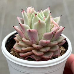 ギルバの薔薇 多肉植物 多肉植物 kanomarihome 通販 13953494｜Creema