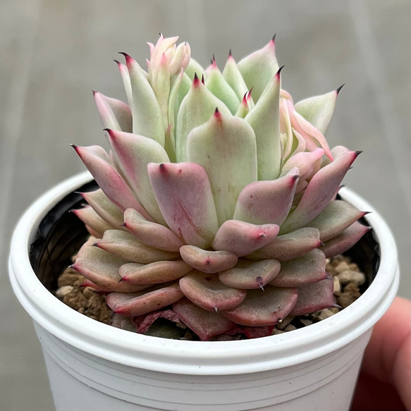 多肉植物　ギルバの薔薇　3株　抜き苗　エケベリア IMG_4905.jpeg