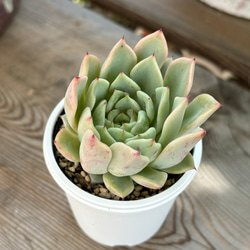 売却済み　　多肉植物 リエール苗　ブラックチップ bf6d4b6c9ecb0f4473b0a2848ac432