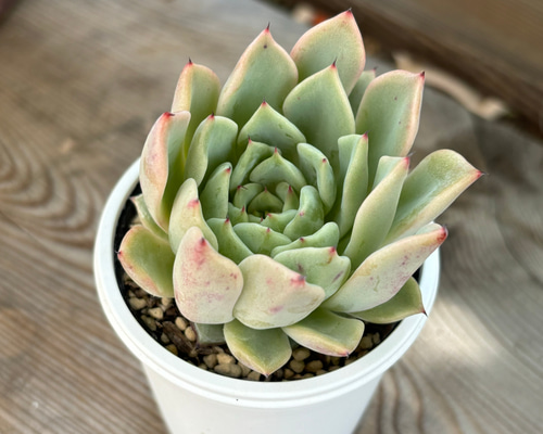 売却済み 多肉植物 リエール苗 ブラックチップ 【公式通販】