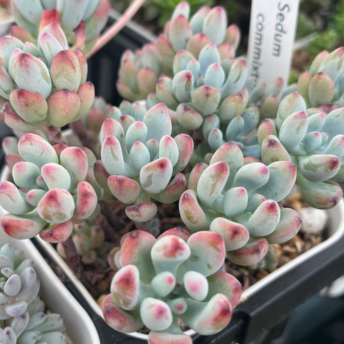 コミックトム 多肉植物 多肉植物 kanomarihome 通販 13953673｜Creema