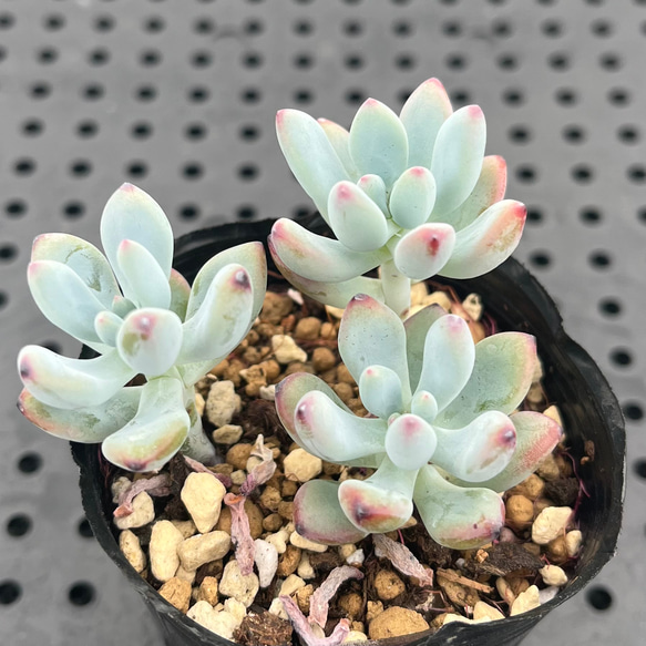 Top【選抜株】多肉植物 361333コミックトム 35個 鉢無し/脱土 【公式通販】