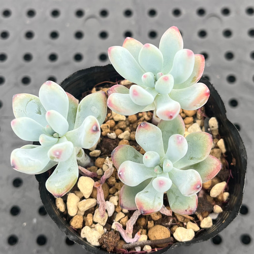 コミックトム 多肉植物 多肉植物 kanomarihome 通販 13953673｜Creema