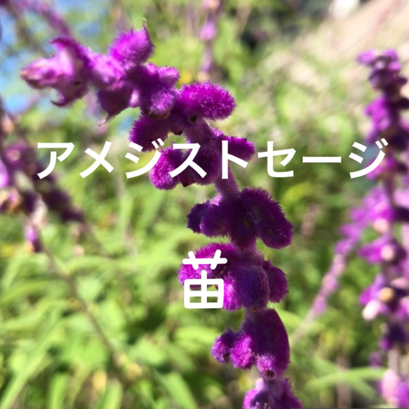 アメジストセージ 苗 1株 ＊ ハーブ 宿根草 多肉植物 ちいさなうさぎ