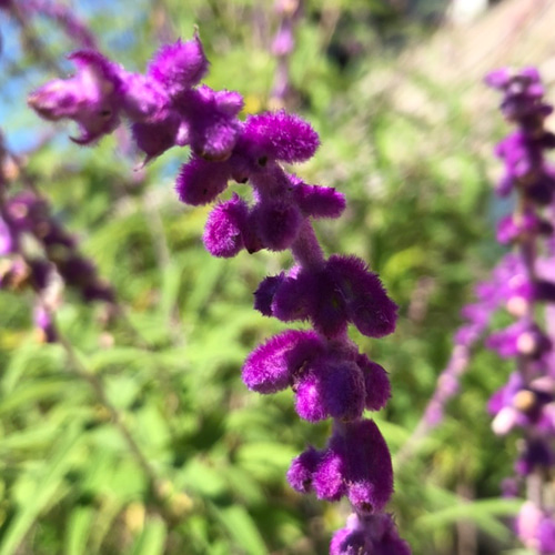 セージ様専用 akana様専用 チェリーセージ 挿し木苗 チェリーセージの