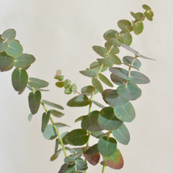 ハーブ盆栽「ユーカリ」 3枚目の画像