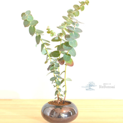 ハーブ盆栽「ユーカリ」 1枚目の画像