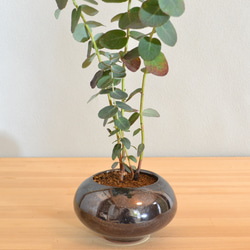 ハーブ盆栽「ユーカリ」 2枚目の画像