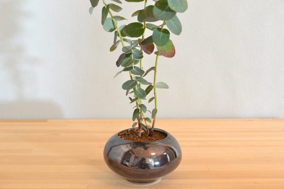 ハーブ盆栽「ユーカリ」 2枚目の画像